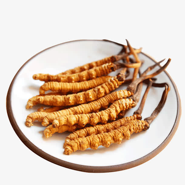 冬蟲夏草菌絲體是如何產(chǎn)生的？