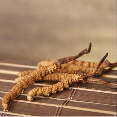 冬蟲(chóng)夏草對(duì)提高免疫力、保護(hù)肝臟有非常大的幫助